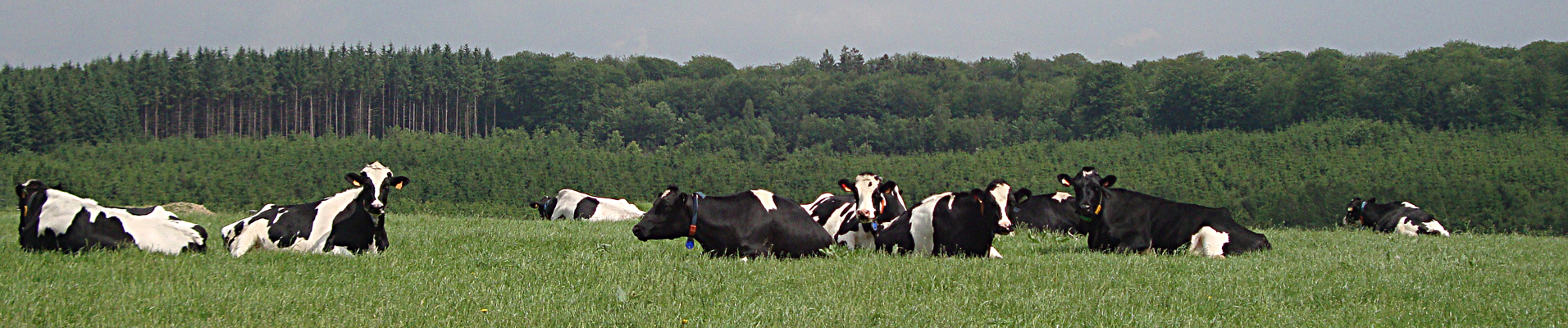 vaches bio koeien