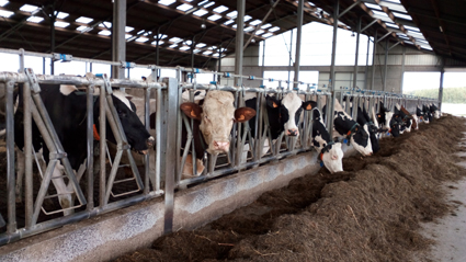 FARM DEVOS Bio-Milchviehbetrieb